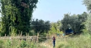 Yaşlı çiftçi tarlasında ölü bulundu! Korkunç olayda, ‘domuz saldırısı’ şüphesi