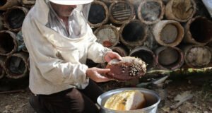 Karakovan bal üreticileri hasada yüksek verimle başladı