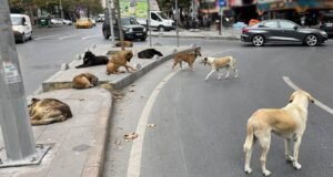 İstanbul Valiliği’nden sahipsiz köpeklerin toplatılması kararı