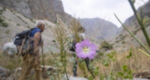 Bitkiler için Anadolu’yu gezen akademisyen, Tunceli’de 5 yeni türü literatüre kazandırdı