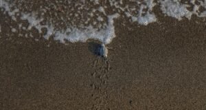 Mersin’de kaplumbağaların yumurta bıraktığı kumsalda yavru çıkışları sürüyor