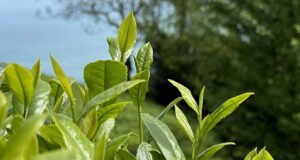 ÇAYKUR’da ikinci sürgün yaş çay alımları tamamlandı: Tarihin en yüksek ikinci sürgünü oldu!