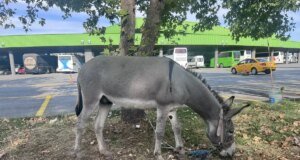 Edirne Otogarının Maskotu: Kadife İsimli Eşek