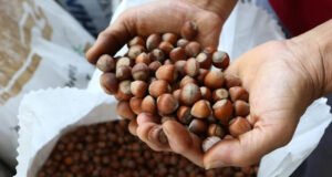 Don ve kuraklık fındığı vurdu!