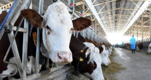 Ardahan Valiliğinden şap hastalığından telef olan hayvanlara ilişkin açıklama