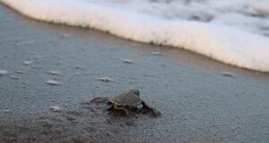 40 bin 285 yavru kaplumbağa denize kavuştu