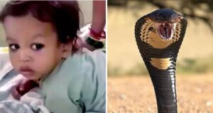 Küçük çocuk, eline dolanan zehirli kobrayı ısırarak öldürdü