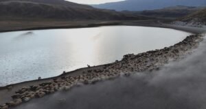 Nemrut Kalderası’nda sürülerin ‘tozlu’ yolculuğu