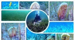 Pina ve deniz çayırları Marmara Denizi’ne nefes oluyor