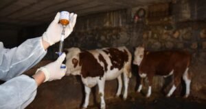 8,5 milyon doz şap aşısını sahaya gönderdik