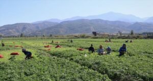 DMM: Mevsimlik tarım işçilerine sağlanan destekler artırıldı