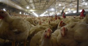 Haziran tavuk eti üretimi düştü, yumurtada gerileme sürdü