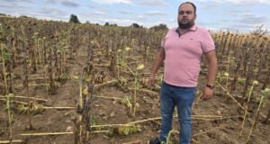 Kuraklığın üstüne bir darbe de domuzlardan: Maddi ve manevi yıprandık