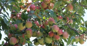 Zirai donu alt eden genç çiftçi 80 tonluk elma hasadına başladı