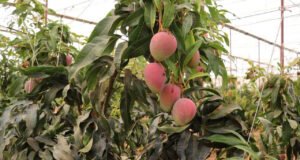 Deneme amaçlı dikildi, üretimi 300 dönümü aştı