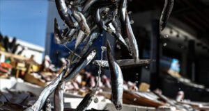 2025-2026 hamsi av sezonu için kota belirlendi