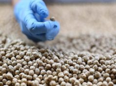 Türk hububat sektörünün 8 aylık ihracatı 8 milyar doları aştı