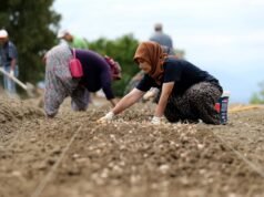 Karabük’te safran soğanı toprakla buluşuyor