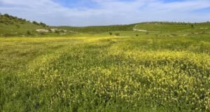 İşlenmeyen araziler kiralanacak: Çiftçiye yeni fırsat