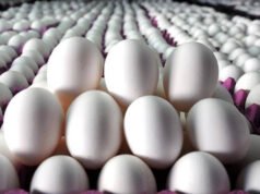 Türkiye yumurta krizini fırsata çevirdi: İhracat ABD’ye 4 kat, AB’ye 3 kat arttı