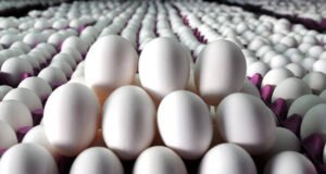 Türkiye yumurta krizini fırsata çevirdi: İhracat ABD’ye 4 kat, AB’ye 3 kat arttı